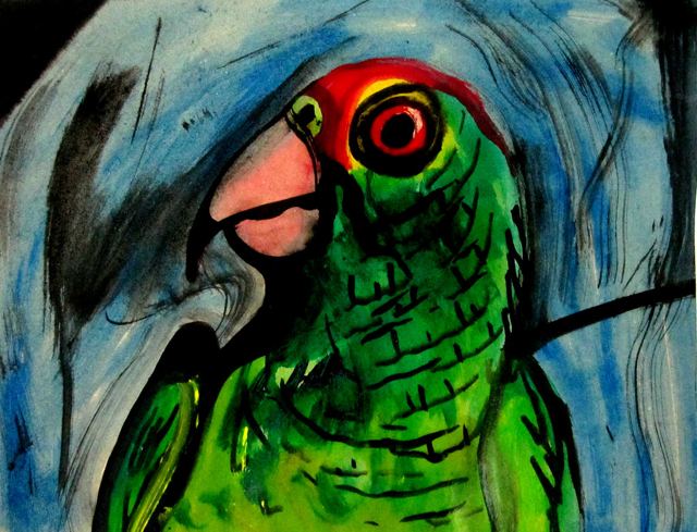 Papagaio verde de olho vermelho sobre fundo azul